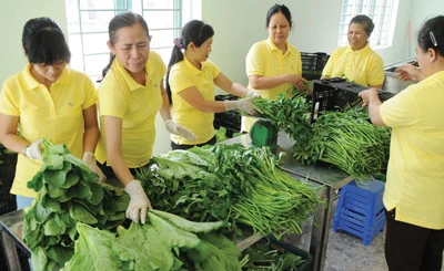 Tăng lượng rau xanh về TPHCM